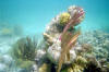 Coral at Cades Reef